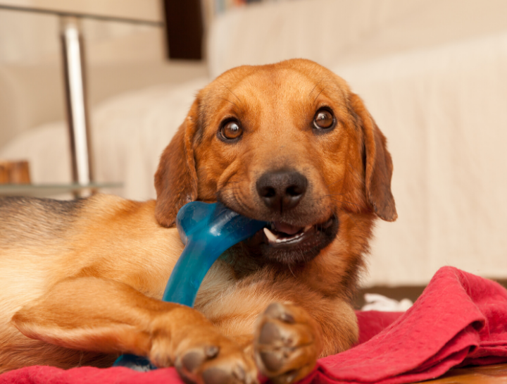 Dental Care