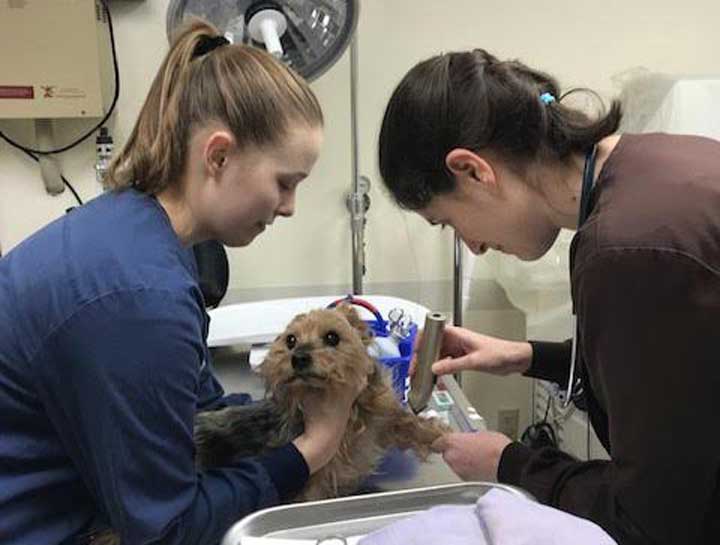 Emergency Veterinary Care