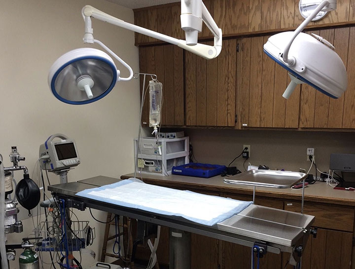 Soft Tissue Surgery Veterinary Surgeons